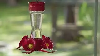 The Shining Sunbeam: A Hummingbird&rsquo;s Survival Secret in the Andes