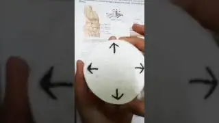 Gliding joint movement model (Anatomy)