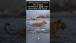 #DidYouKnow tigers are strong swimmers? 🌊🐅 #nature #reels #travel #shorts #trending #viral