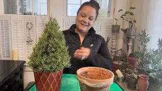 How to Plant Topiary Rosemary in a Pot | Indoor Herb Garden & Garden Window Idea
