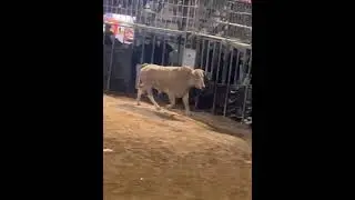 Espectacular entrada de un Toro Jabonero muy bravo 😅😅😅