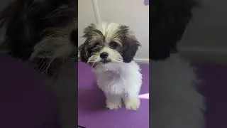 New Year, New Pet Tips Coming in the Next 30 Days #atlantamobileveterinarian