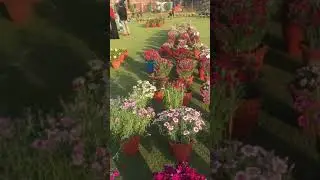 Annual Flower Show at Aligarh Muslim University. #trending #shorts #flowers #amu #shortsvideo