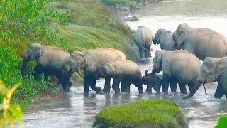 Wild Elephants' Refreshing Moment at Doigrong River Assam | Elephant Herd Drinking Water