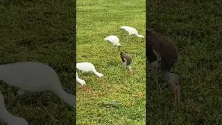 Observando una congregaci&oacute;n de ibis blancos explorando el c&eacute;sped en busca de insectos en Naples, ...
