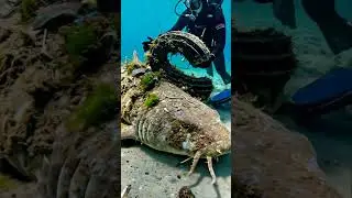 Diver removes a tire from a shark 🥺 #cleanup #conservation #shorts