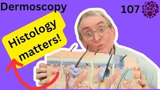 Histology basics for Dermoscopy