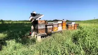 Absconded Hive! Savanna Apiary Work Through & VarroxSan Treatment