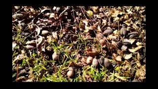 How to pick up pecans faster!!