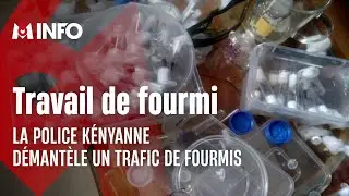 Un trafic de fourmis d&eacute;mantel&eacute; au Kenya