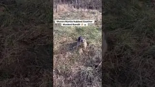 Trash Panda Trapped - Nests Saved #hunting #turkey #gobblegobble #predator #shorts #viralshorts