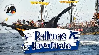 Barco PIRATA BALLENAS Cabo San Lucas -Tours Los Cabos