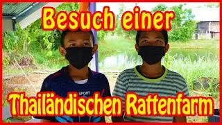 Besuch einer Rattenzucht in Buriram 🌴 Thailand