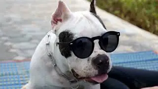 Understanding Breed-Specific Health Certifications: Impact on Popularity