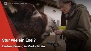 Stur wie ein Esel? Eselwanderung in Marloffstein