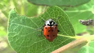 Convergent Lady Beetle (Coccinellidae: Hippodamia convergens)