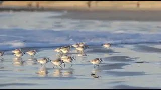 Les B&eacute;casseaux Sanderling
