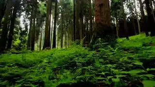Walking on Soft Grass | Peaceful Footstep Sounds for Deep Relaxation