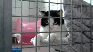 Dierenasiel De Beestenboel Midden-Limburg Weert