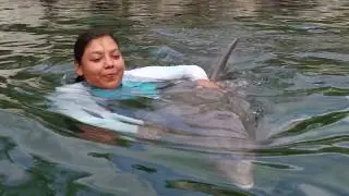 American Humane Conservation: Dolphins