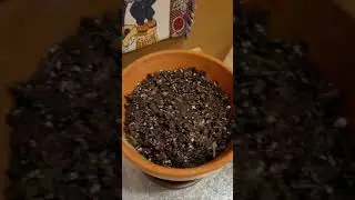 Размножение огненного куста (Hamelia Patens)