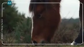 EV Road Trip | BMW I3 EV | ALA Insurance | New Forest