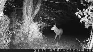 Daguet, Brocard et faon en lune rousse