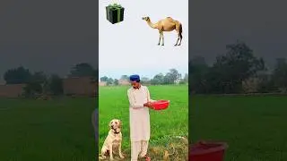 Do i eat Halal🤔? || Halal vs Haram Animals || #shortvideo #shorts #islamicvfx