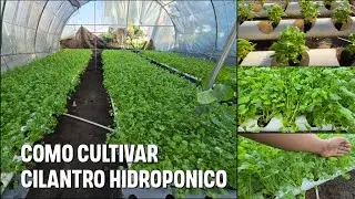 Como cultivar Cilantro HIDROPONICO durante todo el año