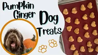 Try This Pumpkin and Ginger Homemade Dog Treat Recipe | Fall Dog Treats