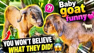 Baby goat sounds #funny #animals #subscribe 