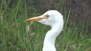COMMON BIRDS OF CAUVERY DELTA 31mp4