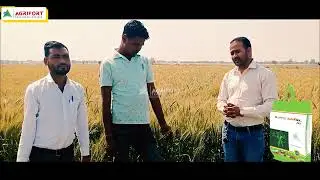FeedBack_By_Farmer on NUTRIFLAX || AGRIFORT TECHNOLOGIES || #agriculture #farmers #farming