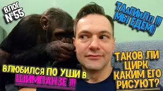 ТАаагИиил, мы едем! / Дан Запашный влюбился по уши в... Шимпанзе / Таков ли Цирк, каким его рисуют?
