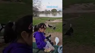 Feeding the Duckies - Quack Quack #viral #ducks #feeding #duckfeeding #feedshorts #fun
