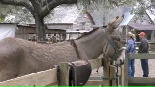 Florida State Fair - Cracker Country Talking Donkey - 4k Video