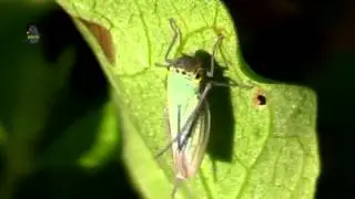 CICADELLE Verte / Cicadella viridis / Toilette ou Entra&icirc;nement ? BRUITX