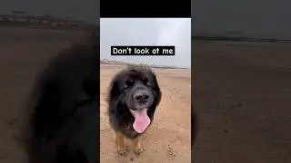 Did he get over #leonberger #puppy #cutedogs