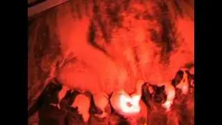 Premi&egrave;re t&eacute;t&eacute;e
