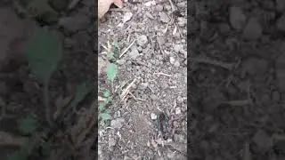 Strange Earwig