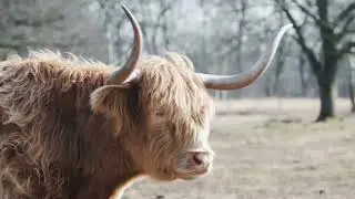 The Highland Cow Song Version 2 &ndash; The Funny Brown Queen of the Scottish Meadow!