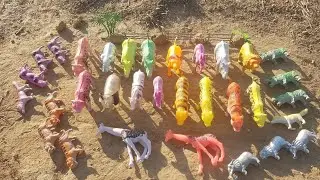 ASMR Unboxing 🎁🐅 Safari  Plastic Animal toys  Review & soft crinkle sound