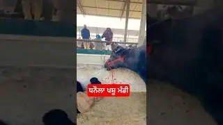 ਧਨੌਲਾ ਪਸ਼ੂ ਮੰਡੀ live#buffalo #buffalobills #naveedkhangoatfarm #goatfarming #farming #muhammadirfang