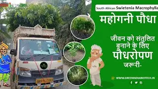Mahogany Plant Company in Patna | Plant Nursery in Patna 🤳 7250210515 | GREEN INDIA BIO TECH