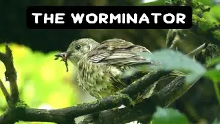 Thrush hunts for worms to feed fledgling