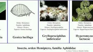 Insecto, orden Hemiptera, familia Aphididae cinara uroleucon glycines persicae Cavariella Anoecia