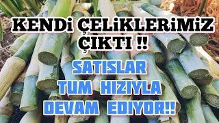 #MARALFALFA ÇELİKLERİMİZİ KESMEYE BAŞLADIK!! Satışlarımız devam ediyorrr!  👍🏼