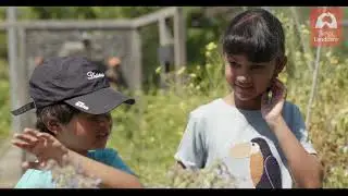 Bug Hunt  |  When Do Insects Go Out And When Do They Stay Home?