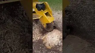 Rayco Rg 55t shredding some pine. #stumpgrinding