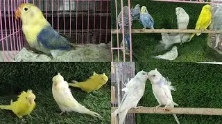 Show TCB, Pide Helicopter Budgies, Show Budgies, Love Bird Avelable Location Bhavnagar Gujarat 